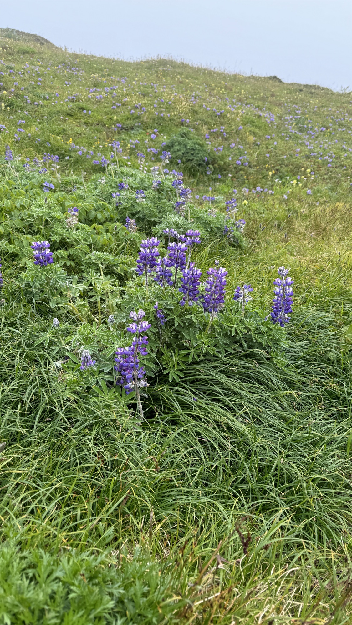 Homer, Kachemak Bay and Grace Ridge Trail