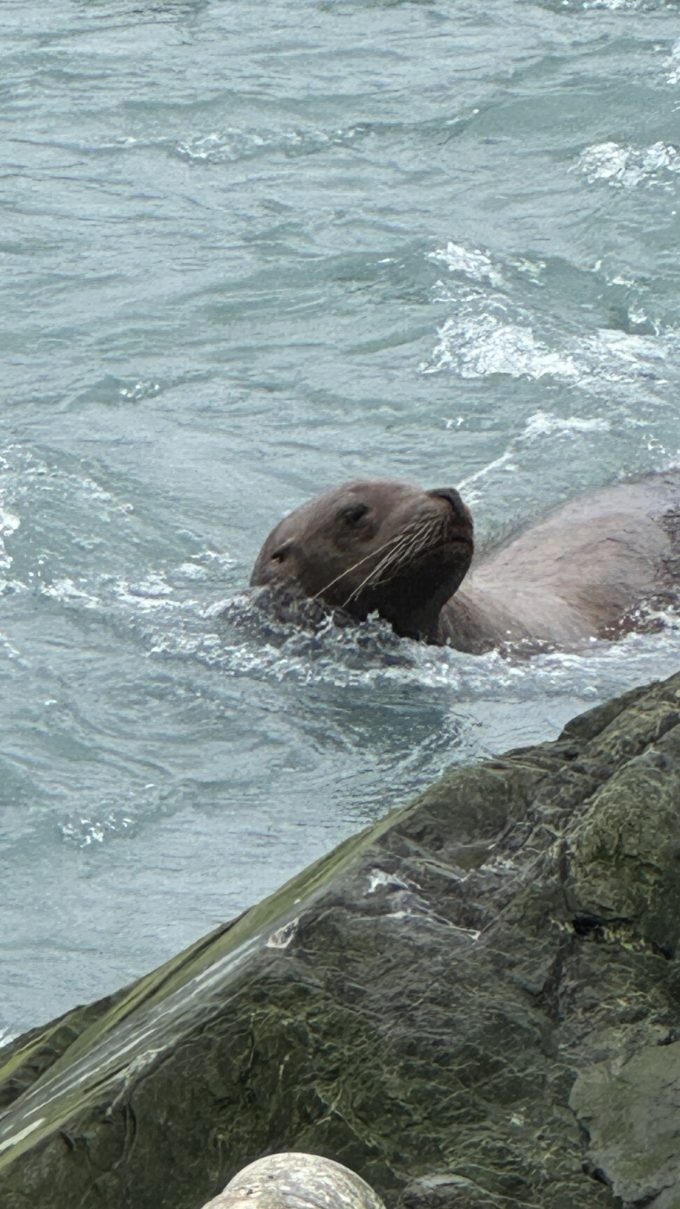 Sea lions, first black bear, dead salmon and Mt Sanford (4949m)